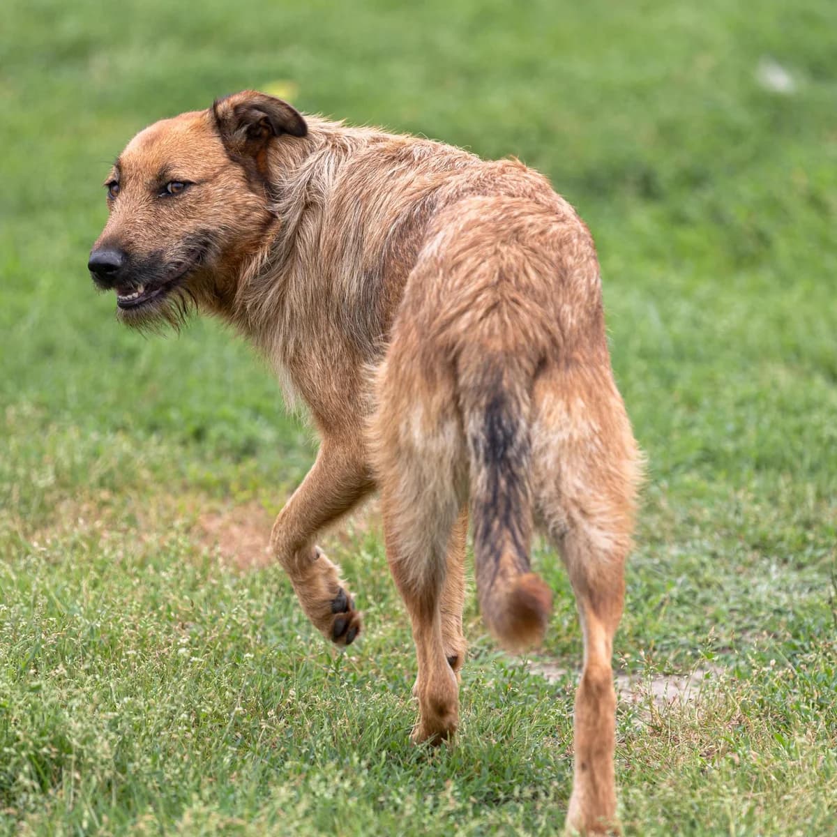 Cindy, female Mixed Breed for adoption at Free Amely 2007 Animal Shelter, Lugoj