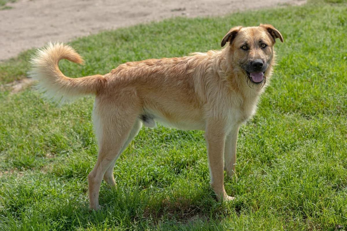 Donald, male Mixed Breed for adoption at Free Amely 2007 Animal Shelter, Lugoj