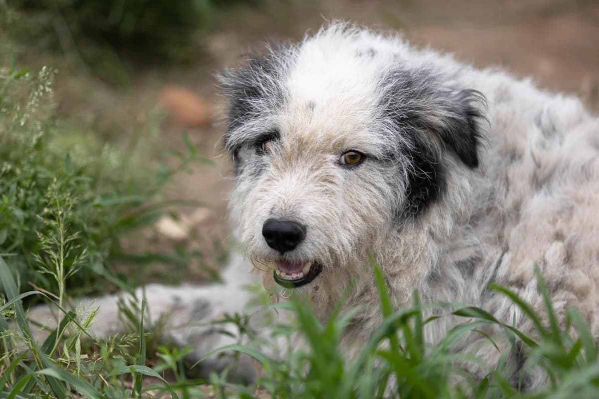 Fine, female Mixed Breed for adoption at Free Amely 2007 Animal Shelter, Lugoj