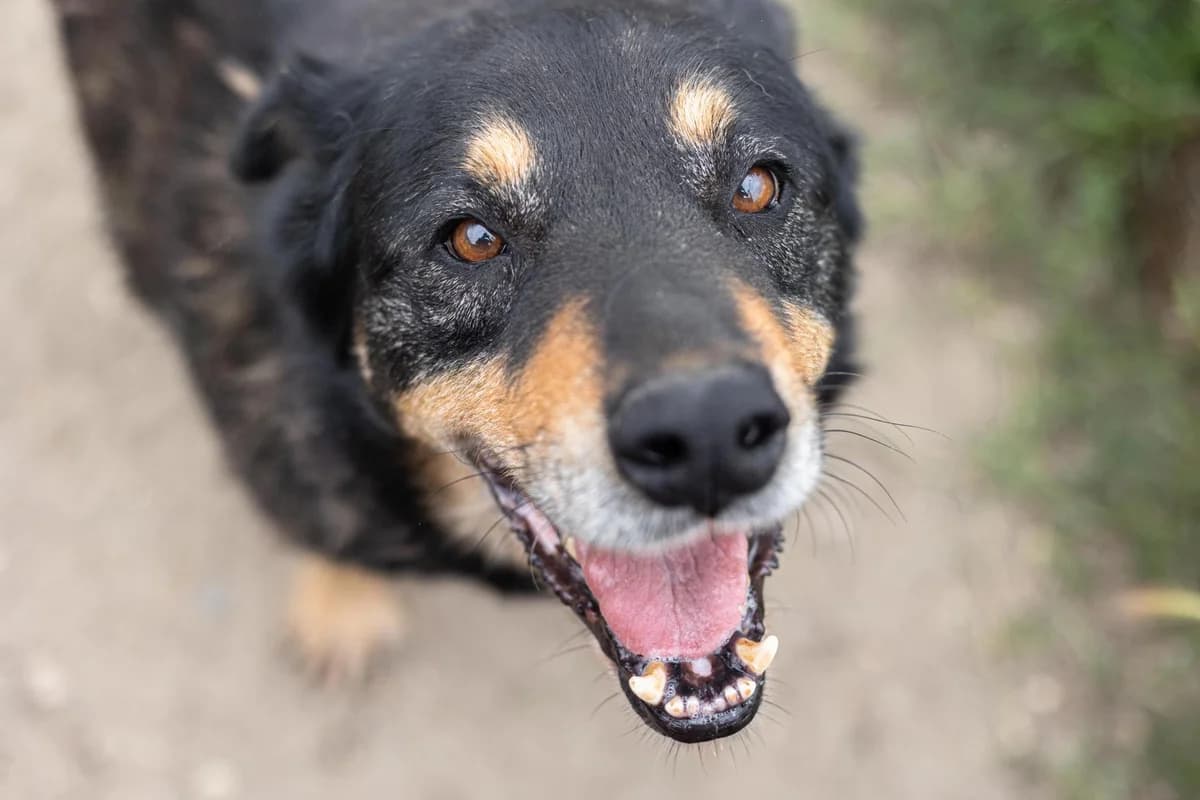 Goliat, male Mixed Breed for adoption at Free Amely 2007 Animal Shelter, Lugoj