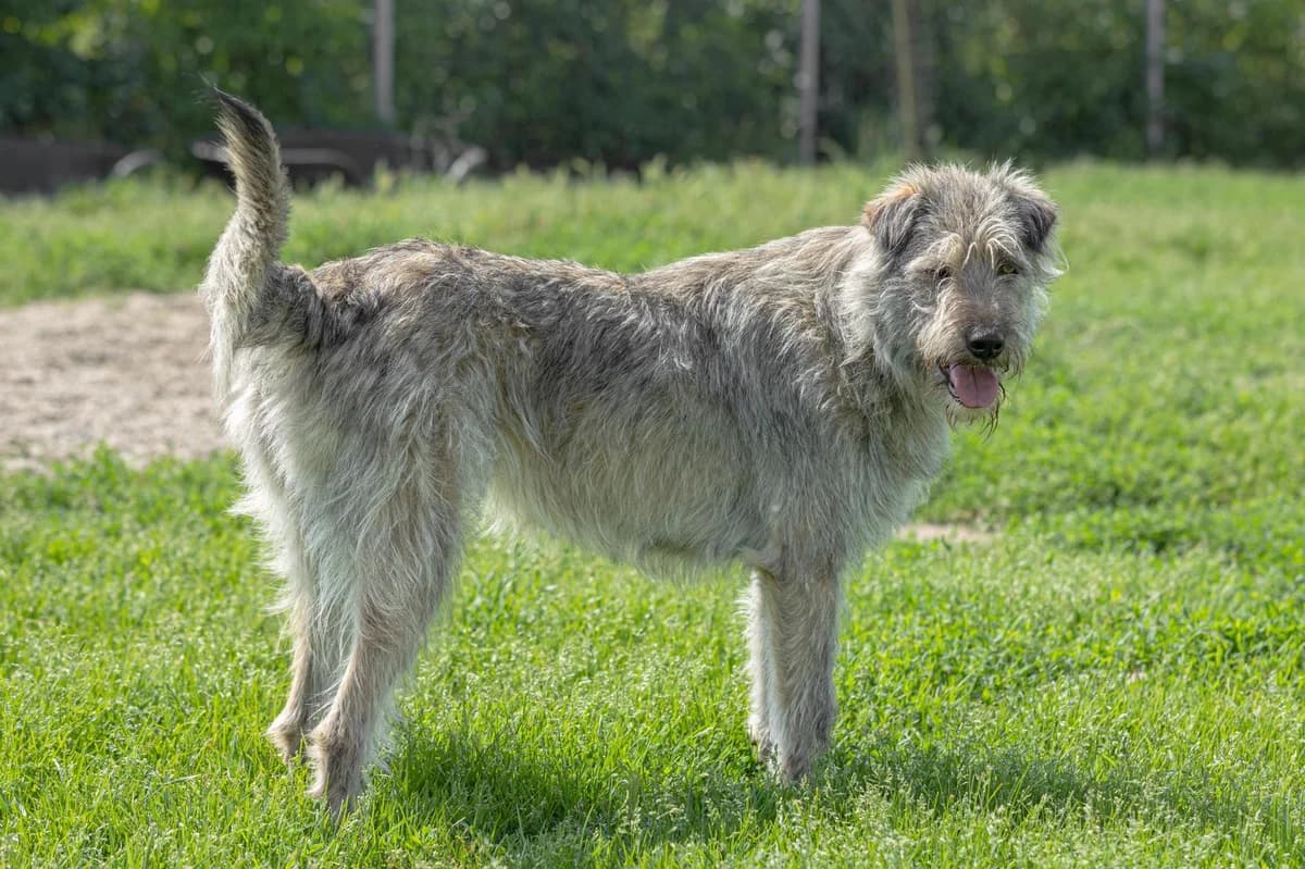 Holly, female Mixed Breed for adoption at Free Amely 2007 Animal Shelter, Lugoj