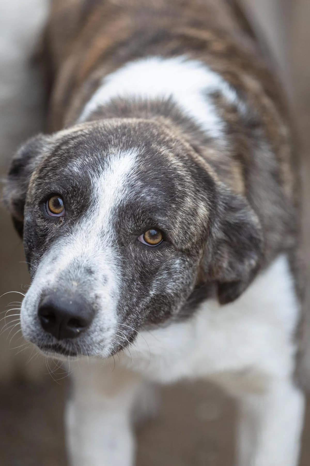 Jimmi, male Mixed Breed for adoption at Free Amely 2007 Animal Shelter, Lugoj