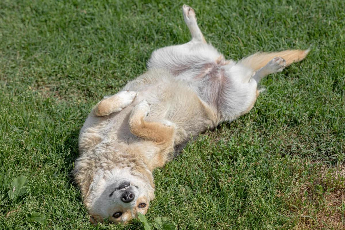 Kary, female 7yo Mixed Breed for adoption at Free Amely 2007 Animal Shelter, Lugoj