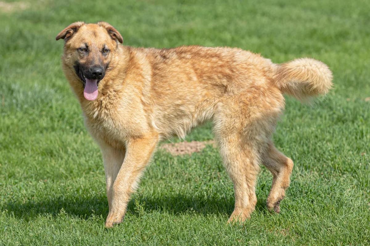 Meggy, female Mixed Breed for adoption at Free Amely 2007 Animal Shelter, Lugoj