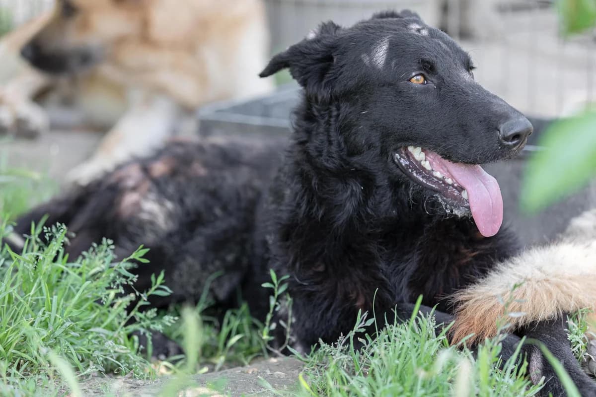 Nelson, male Mixed Breed for adoption at Free Amely 2007 Animal Shelter, Lugoj