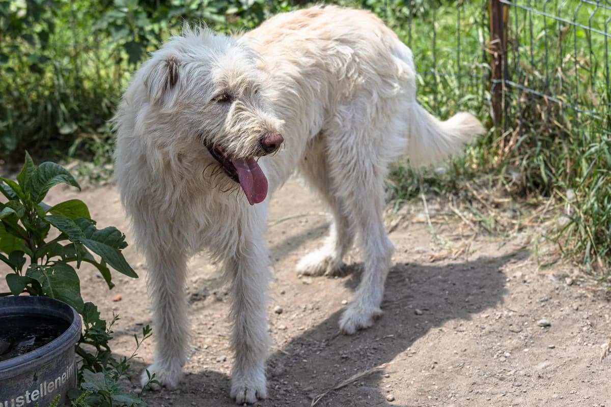 Yogi, male Mixed Breed for adoption at Free Amely 2007 Animal Shelter, Lugoj