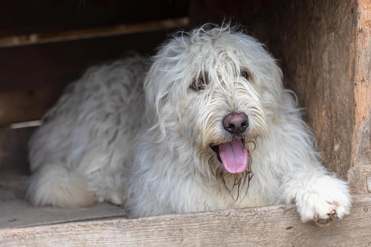 Yori, male Mixed Breed for adoption at Free Amely 2007 Animal Shelter, Lugoj
