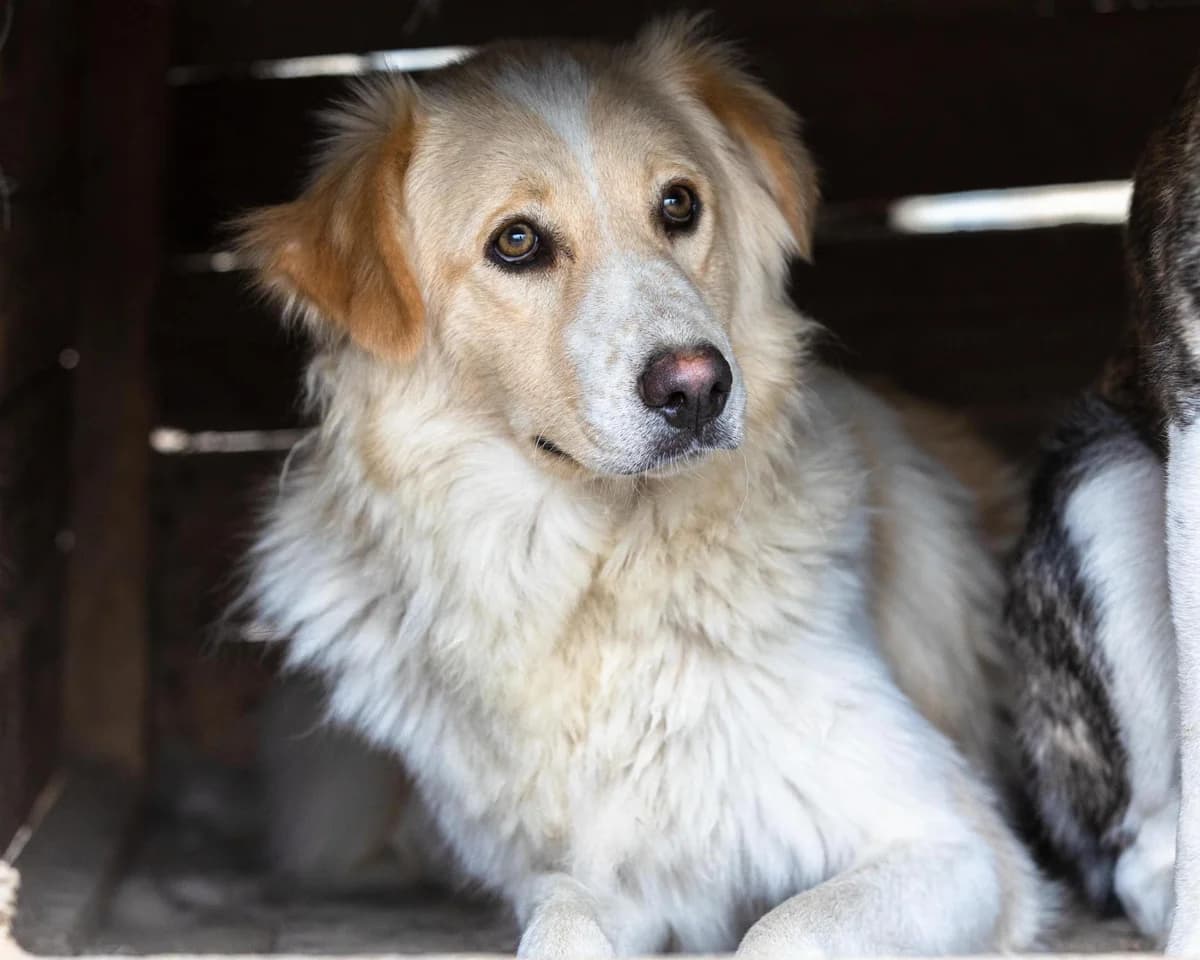 Yucca, female Mixed Breed for adoption at Free Amely 2007 Animal Shelter, Lugoj
