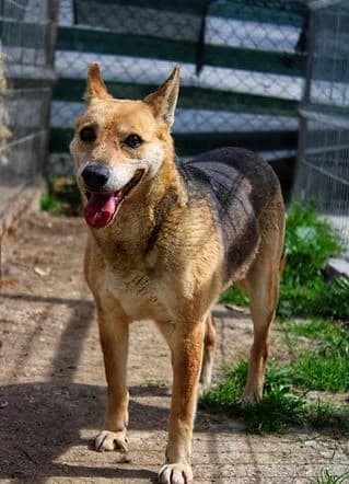 Chester,  Mixed Breed for adoption at Freelife