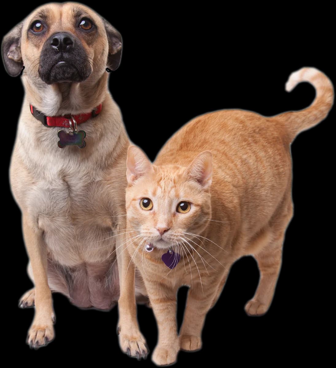 Fundația Sky,  Mixed Breed for adoption at Fundatia Sky, Iasi