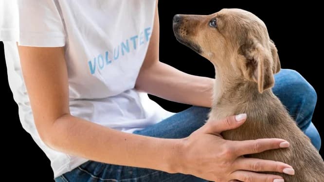 Fundația Sky,  Mixed Breed for adoption at Fundatia Sky, Iasi