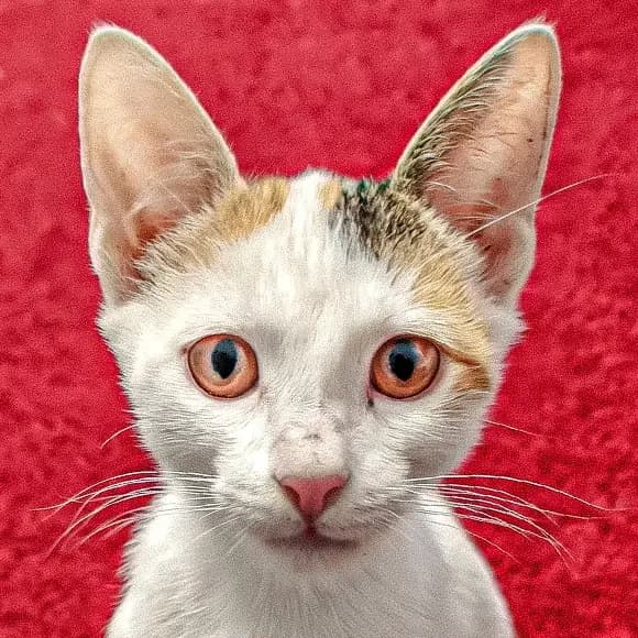 Alb, female puppy Mixed Breed for adoption at Green Cats