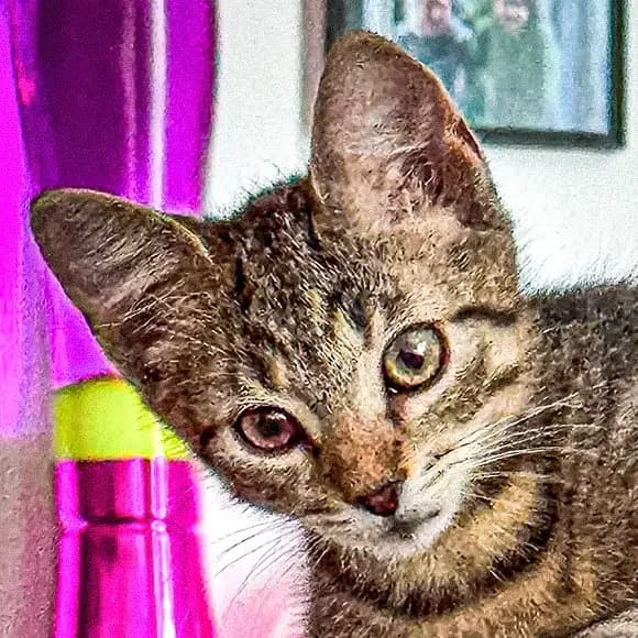 Atlas, male puppy Mixed Breed for adoption at Green Cats