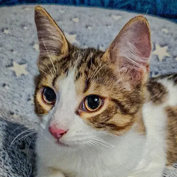 Franky, male puppy Mixed Breed for adoption at Green Cats
