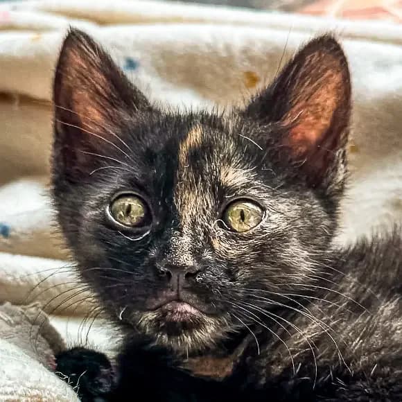 Iris, female puppy Mixed Breed for adoption at Green Cats