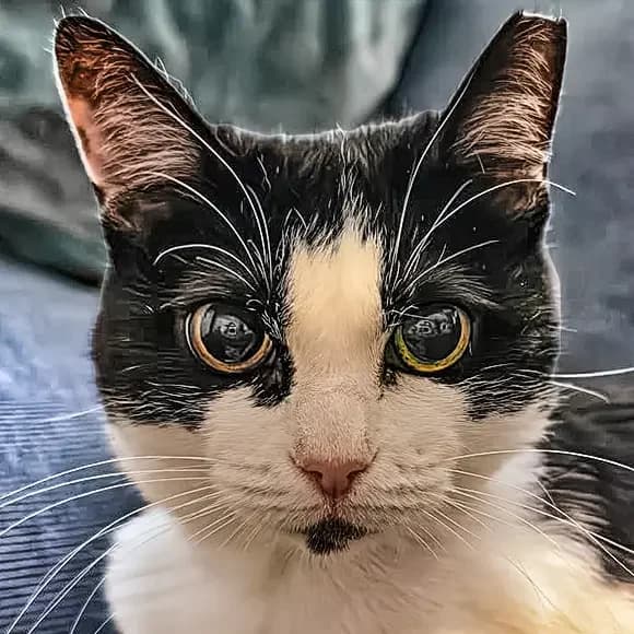 Pisi, female 6yo Mixed Breed for adoption at Green Cats