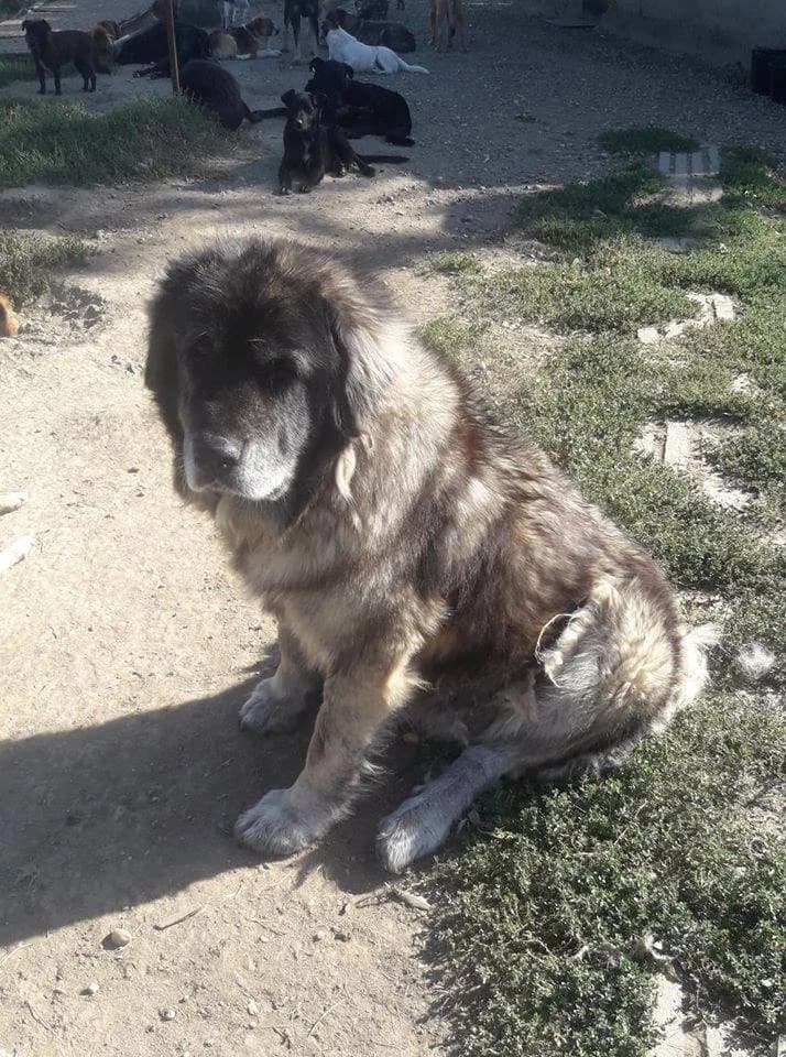 Lucica,  Mixed Breed for adoption at GreenDog — A Better Life Dog Rescue