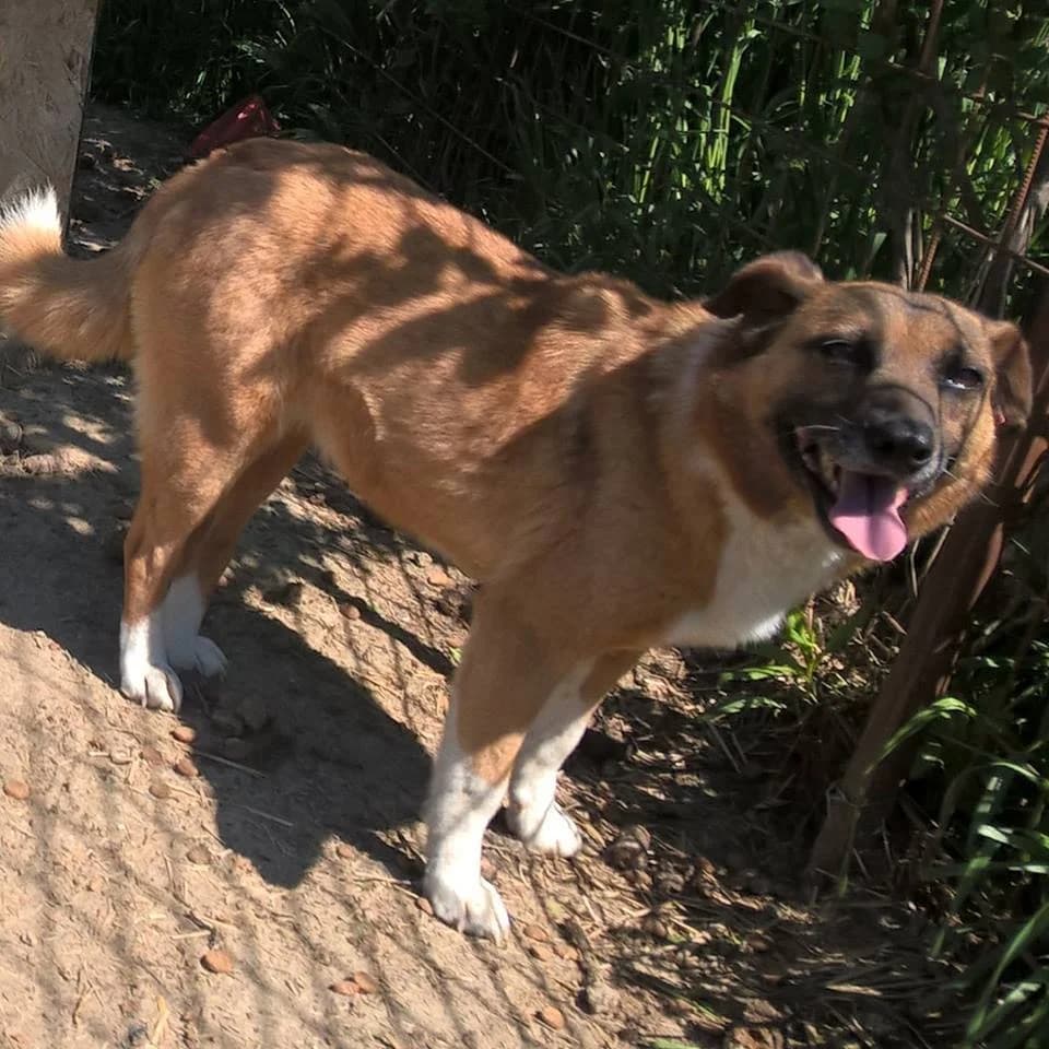 Lucica, Mixed Breed (GreenDog — A Better Life Dog Rescue)