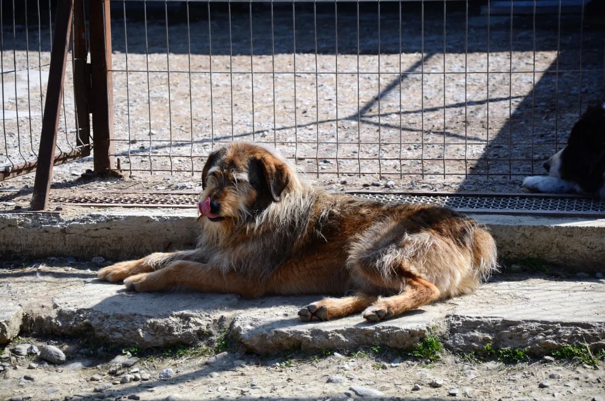 Adino, male senior Mixed Breed for adoption at Initiative Karpatenstreuner e.V.