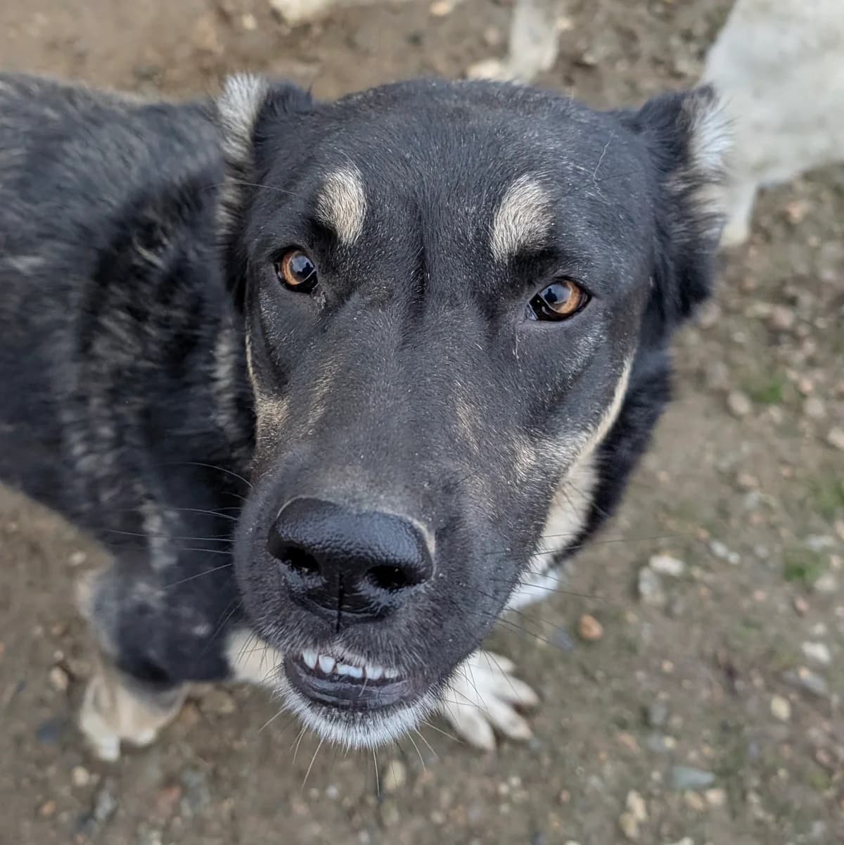 Agar, female 4yo Mixed Breed for adoption at Initiative Karpatenstreuner e.V.