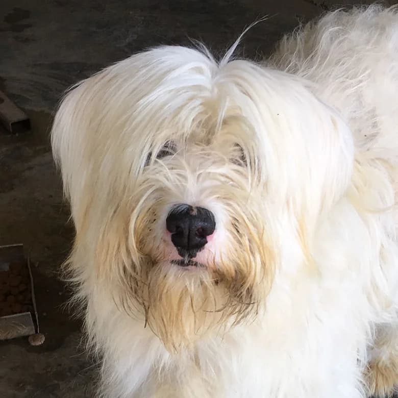 Amely, female senior Mixed Breed for adoption at Initiative Karpatenstreuner e.V.