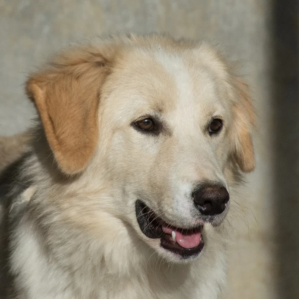 Ariel, male senior Mixed Breed for adoption at Initiative Karpatenstreuner e.V.
