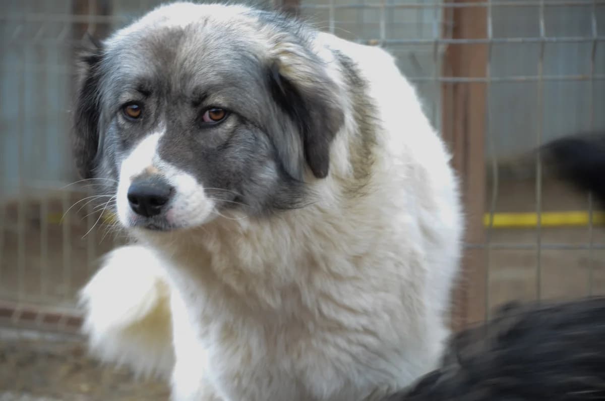 Ashley, female senior Mixed Breed for adoption at Initiative Karpatenstreuner e.V.