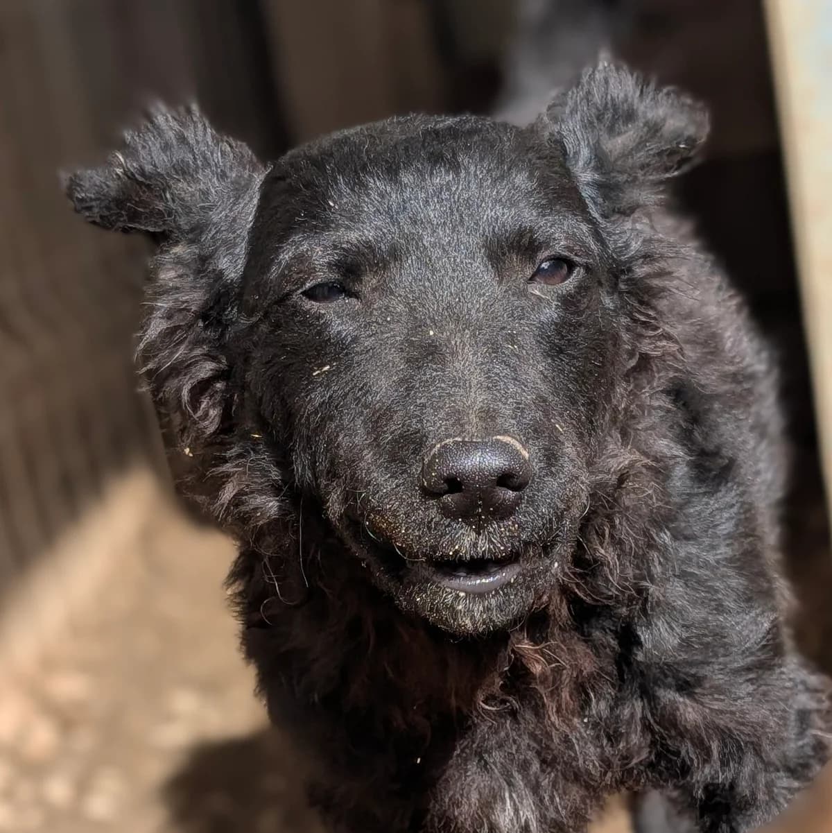 Blackie, male young Mixed Breed for adoption at Initiative Karpatenstreuner e.V.