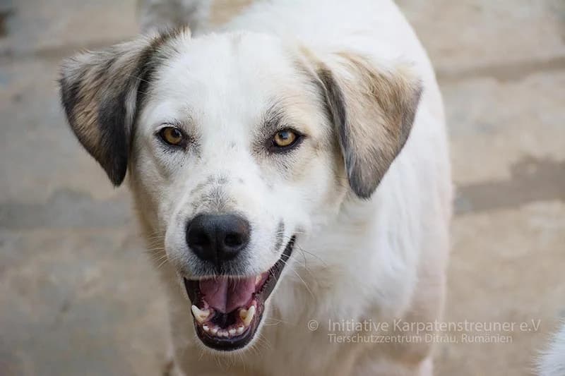 Burli, male senior Mixed Breed for adoption at Initiative Karpatenstreuner e.V.