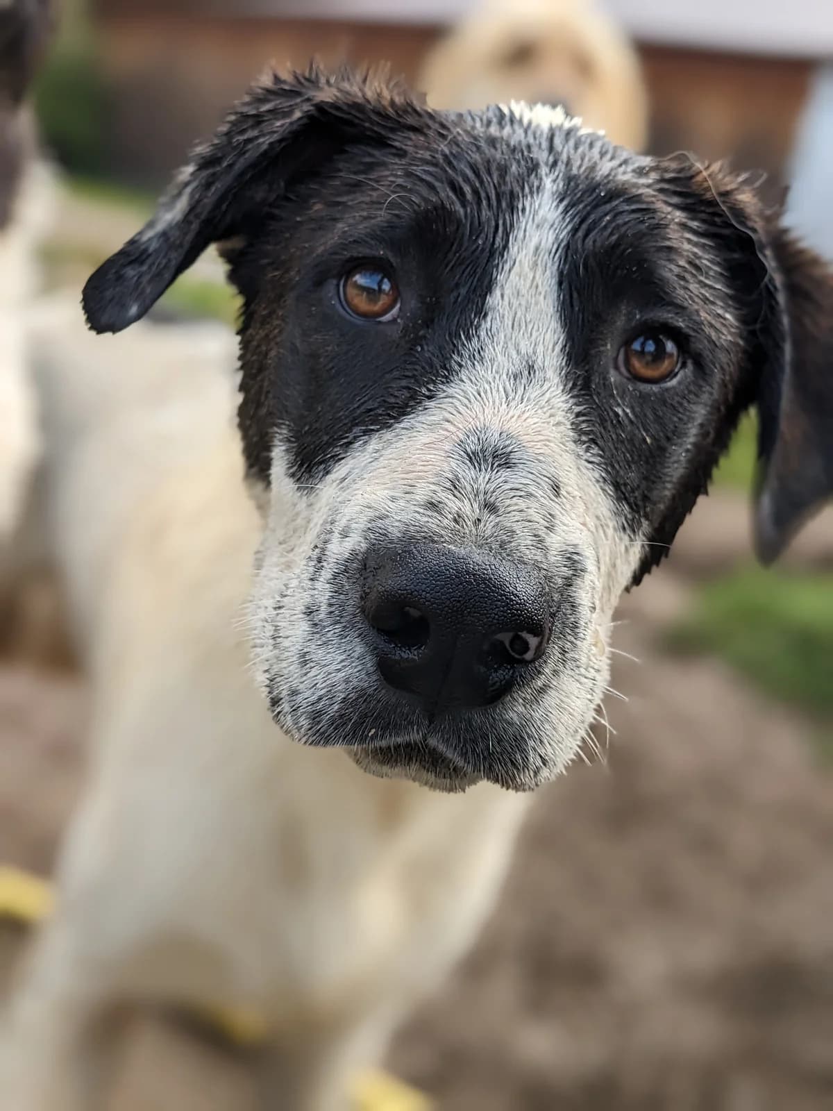 Colado, male 4yo Mixed Breed for adoption at Initiative Karpatenstreuner e.V.