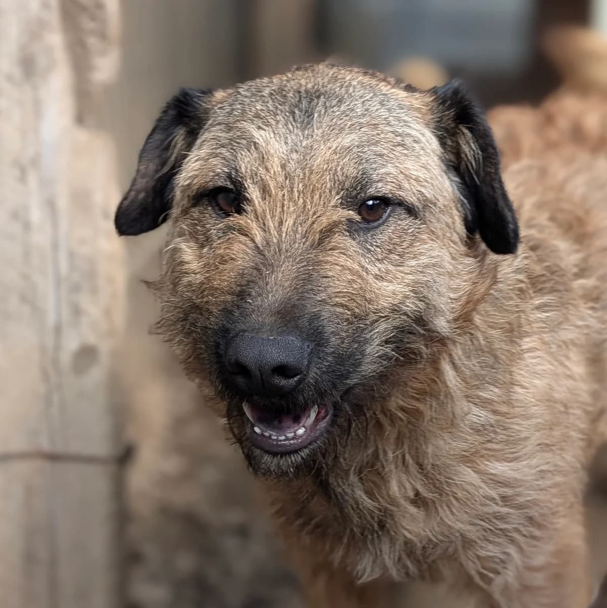 Cooper, male young Mixed Breed for adoption at Initiative Karpatenstreuner e.V.