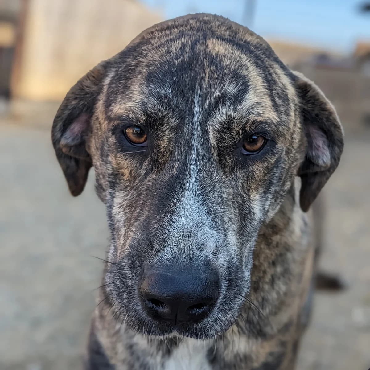 Dakaria, female 4yo Mixed Breed for adoption at Initiative Karpatenstreuner e.V.