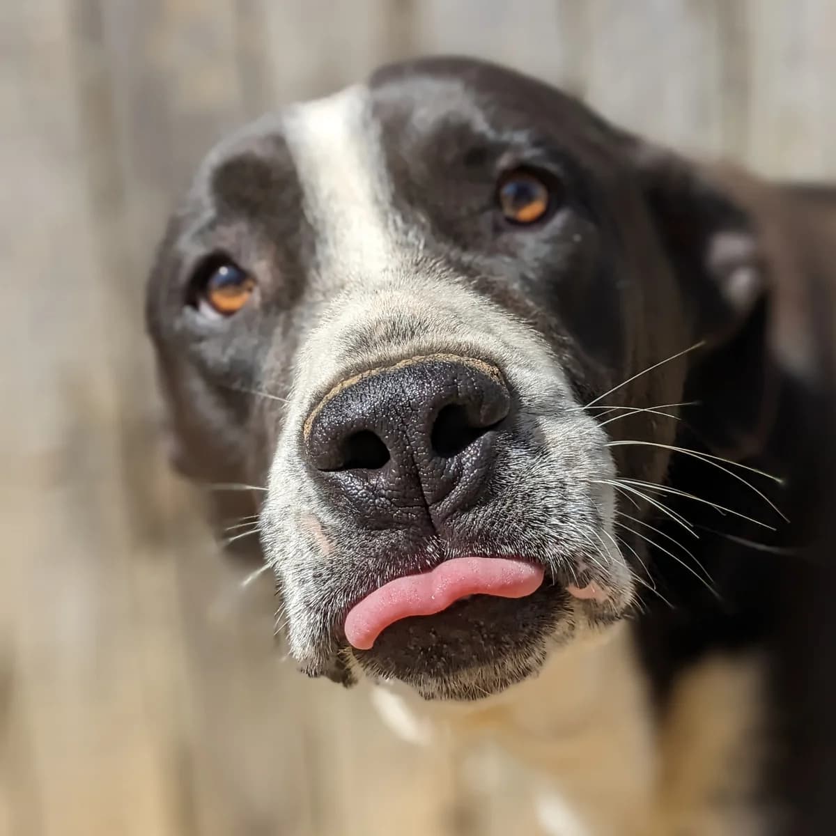 Dot, female 4yo Mixed Breed for adoption at Initiative Karpatenstreuner e.V.
