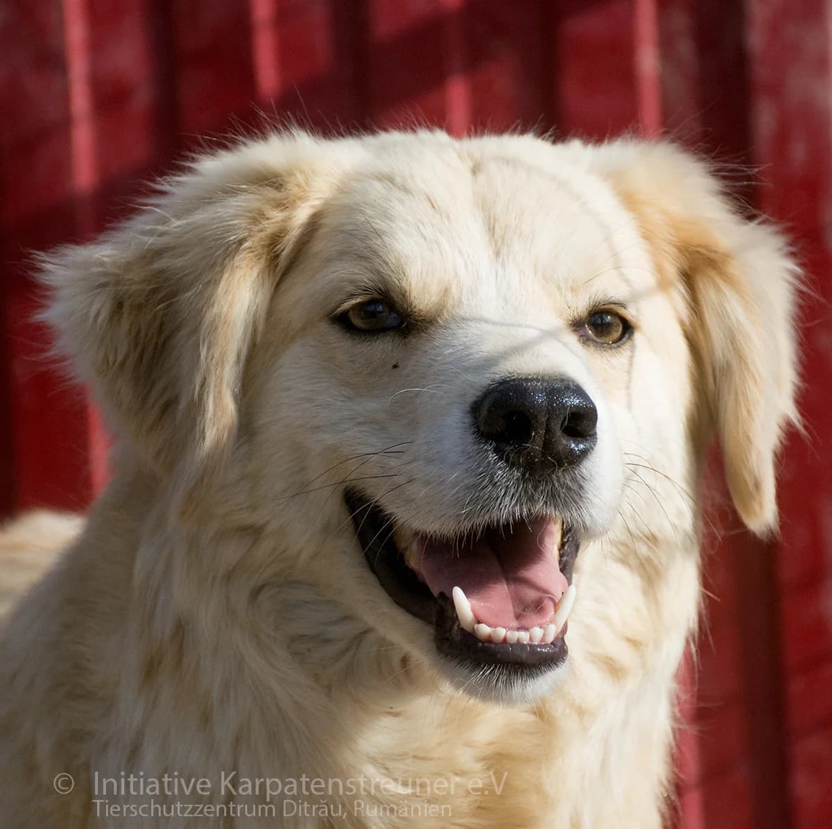 Duke, male senior Mixed Breed for adoption at Initiative Karpatenstreuner e.V.
