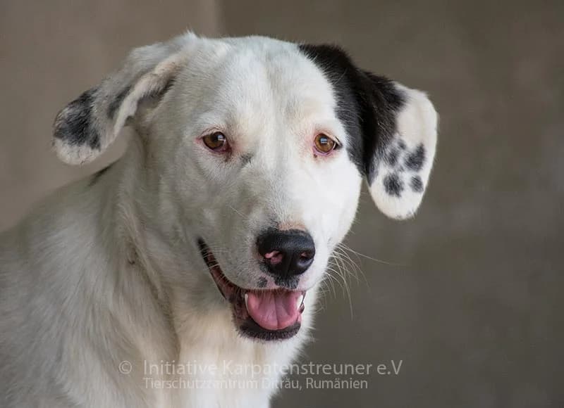 Eylin, female senior Mixed Breed for adoption at Initiative Karpatenstreuner e.V.