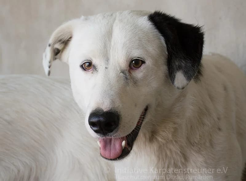 Felizian, male senior Mixed Breed for adoption at Initiative Karpatenstreuner e.V.