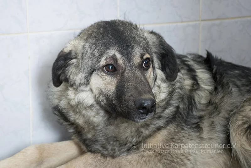 Greta, female senior Mixed Breed for adoption at Initiative Karpatenstreuner e.V.