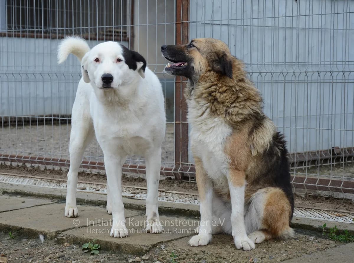 Gudrun, weiss female senior Mixed Breed for adoption at Initiative Karpatenstreuner e.V.