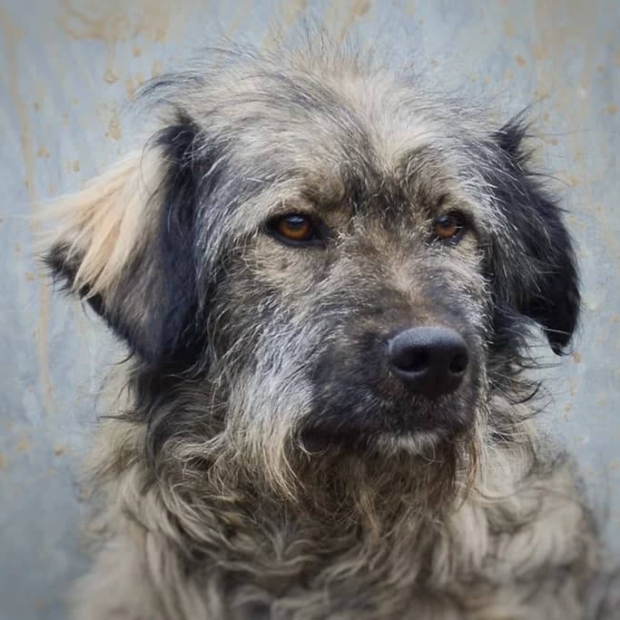 Haley, female senior Mixed Breed for adoption at Initiative Karpatenstreuner e.V.