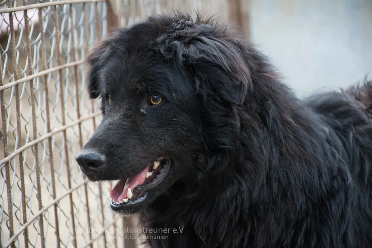 Harvey, male senior Mixed Breed for adoption at Initiative Karpatenstreuner e.V.