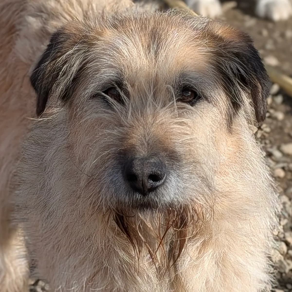 Lenny, male young Mixed Breed for adoption at Initiative Karpatenstreuner e.V.