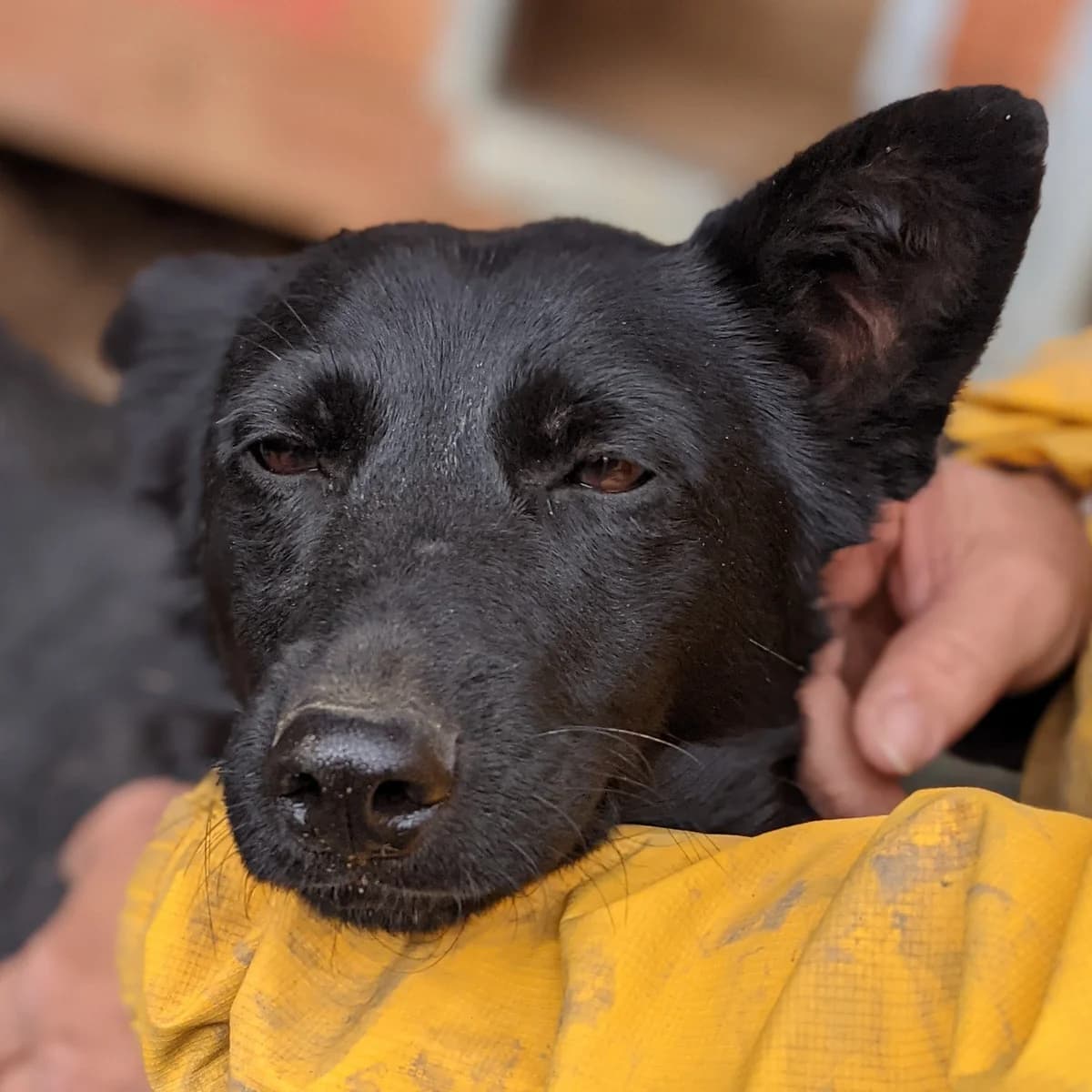 Lily, female 7yo Mixed Breed for adoption at Initiative Karpatenstreuner e.V.