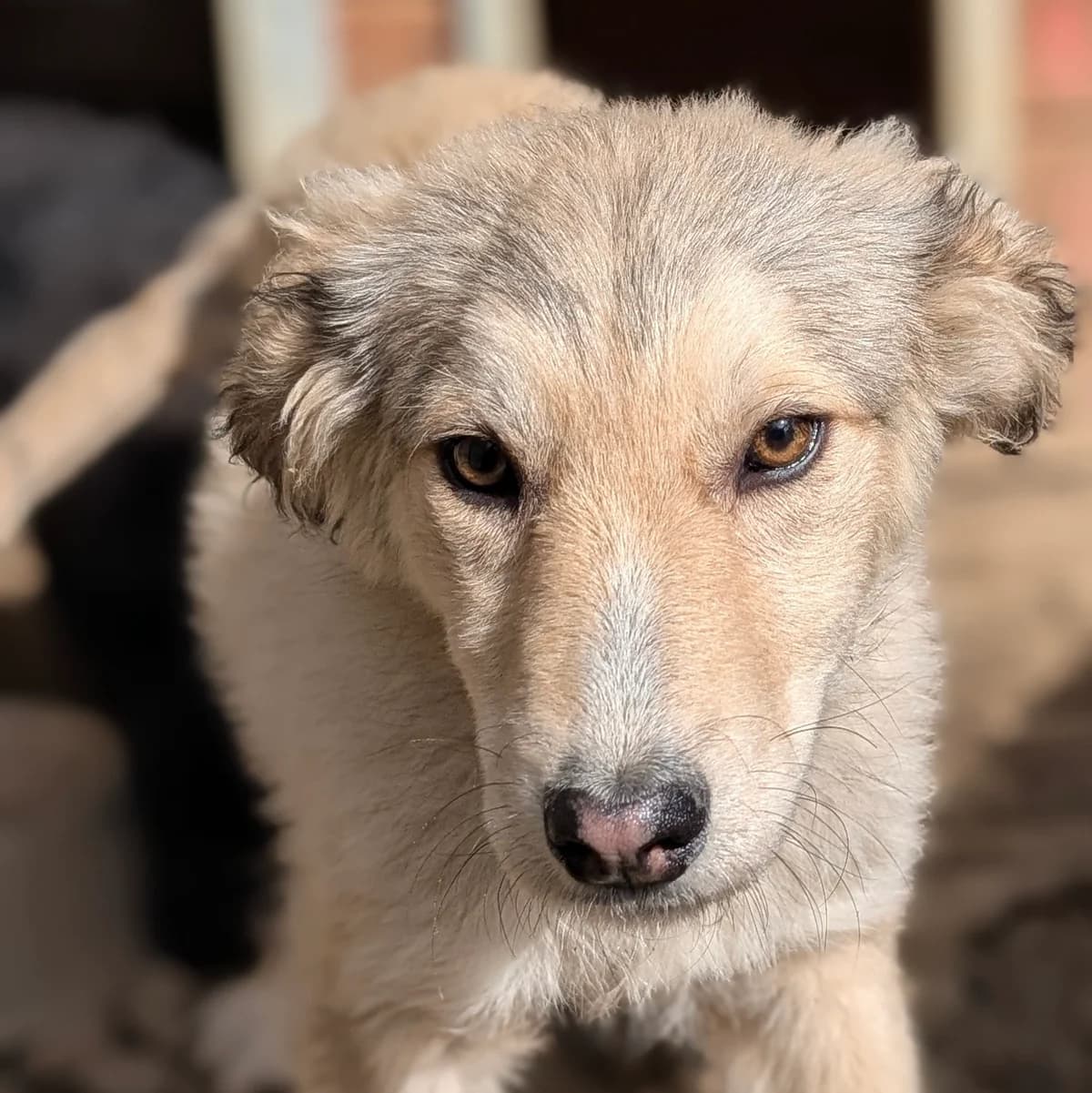 Loki, female young Mixed Breed for adoption at Initiative Karpatenstreuner e.V.