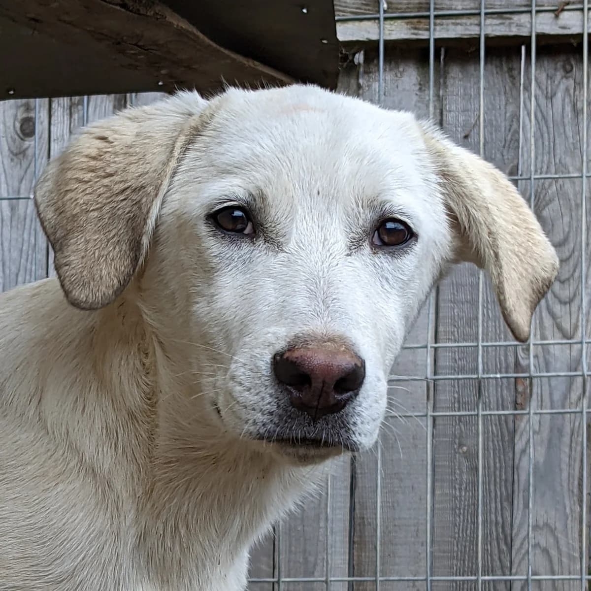Luna, female 5yo Mixed Breed for adoption at Initiative Karpatenstreuner e.V.