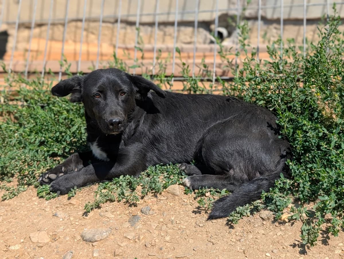 Mama, female 5yo Mixed Breed for adoption at Initiative Karpatenstreuner e.V.
