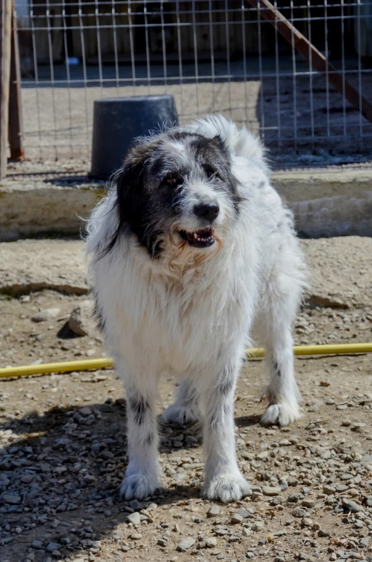 Mari, female senior Mixed Breed for adoption at Initiative Karpatenstreuner e.V.