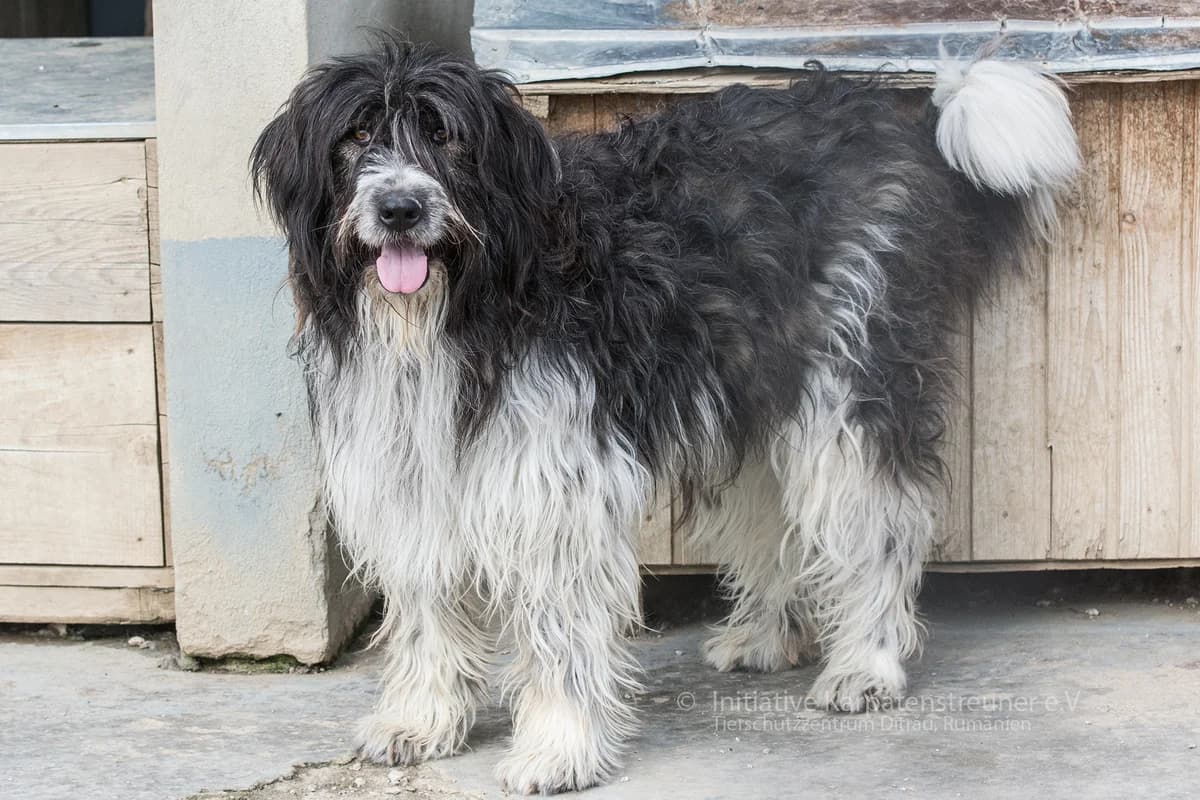 Mato, weiss male senior Mixed Breed for adoption at Initiative Karpatenstreuner e.V.