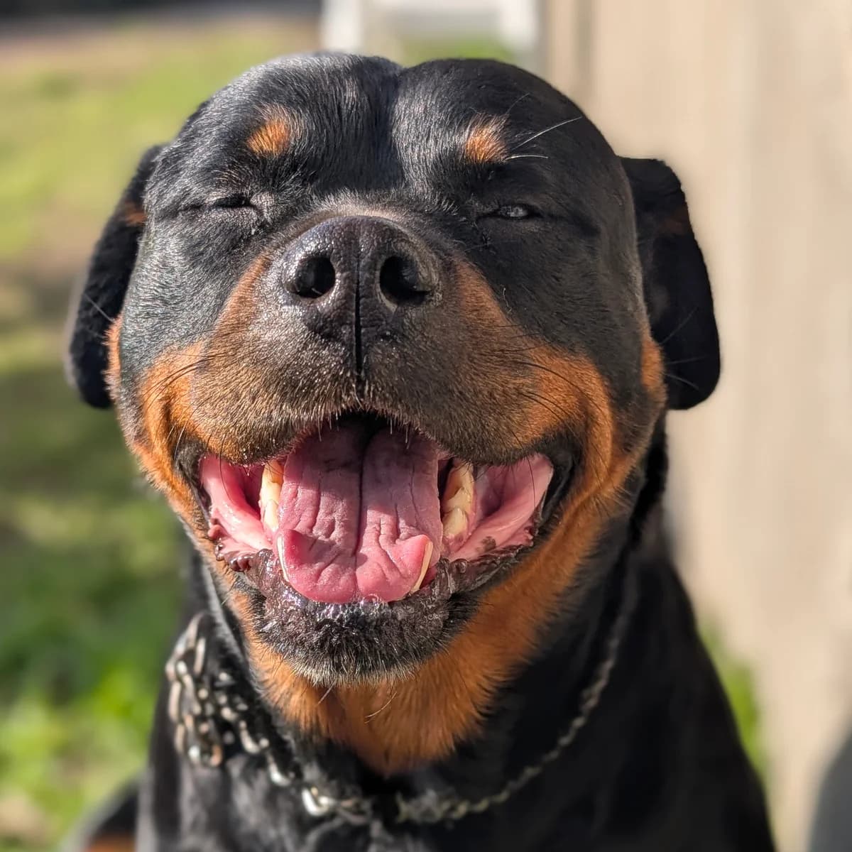 Maya, female senior Mixed Breed for adoption at Initiative Karpatenstreuner e.V.