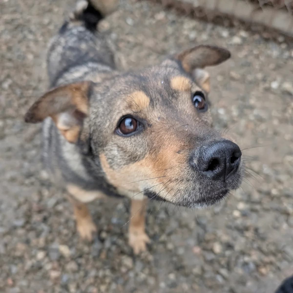 Missy, female young Mixed Breed for adoption at Initiative Karpatenstreuner e.V.
