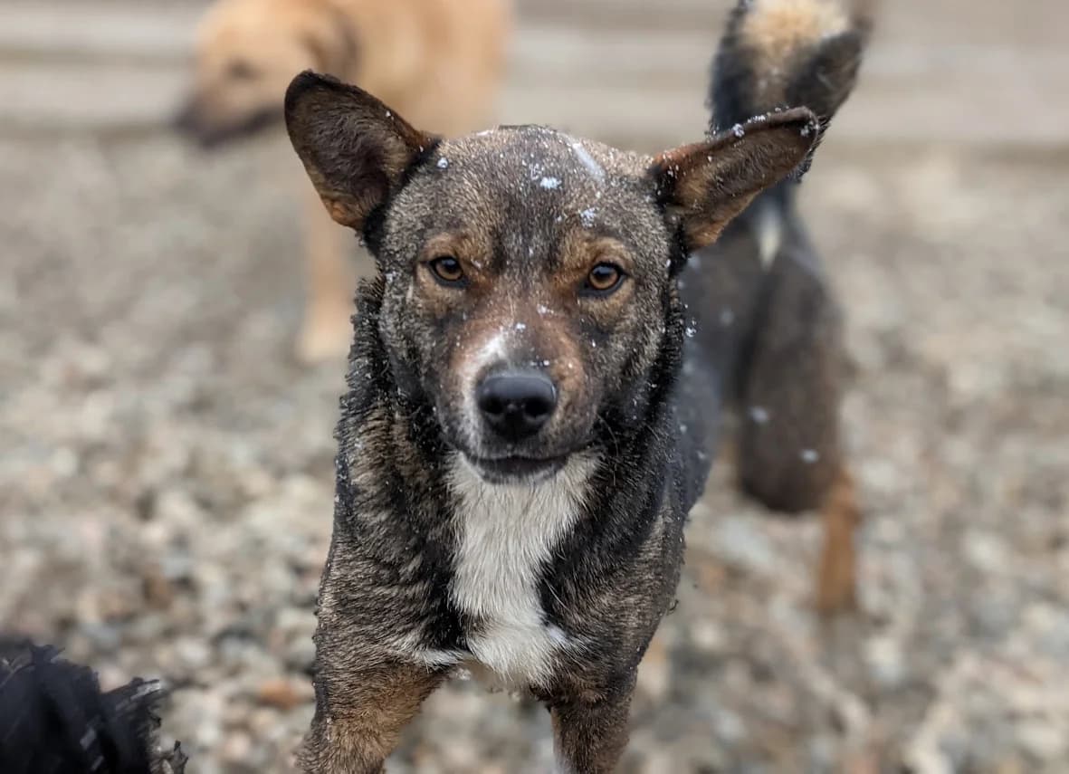 Molli, female 7yo Mixed Breed for adoption at Initiative Karpatenstreuner e.V.